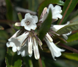 2009-04-27_14 Yerba Santa Cropped TN.jpg - 31933 Bytes